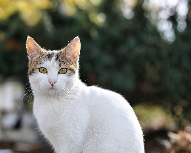猫结膜炎的症状严重到什么程度需要立即就医？